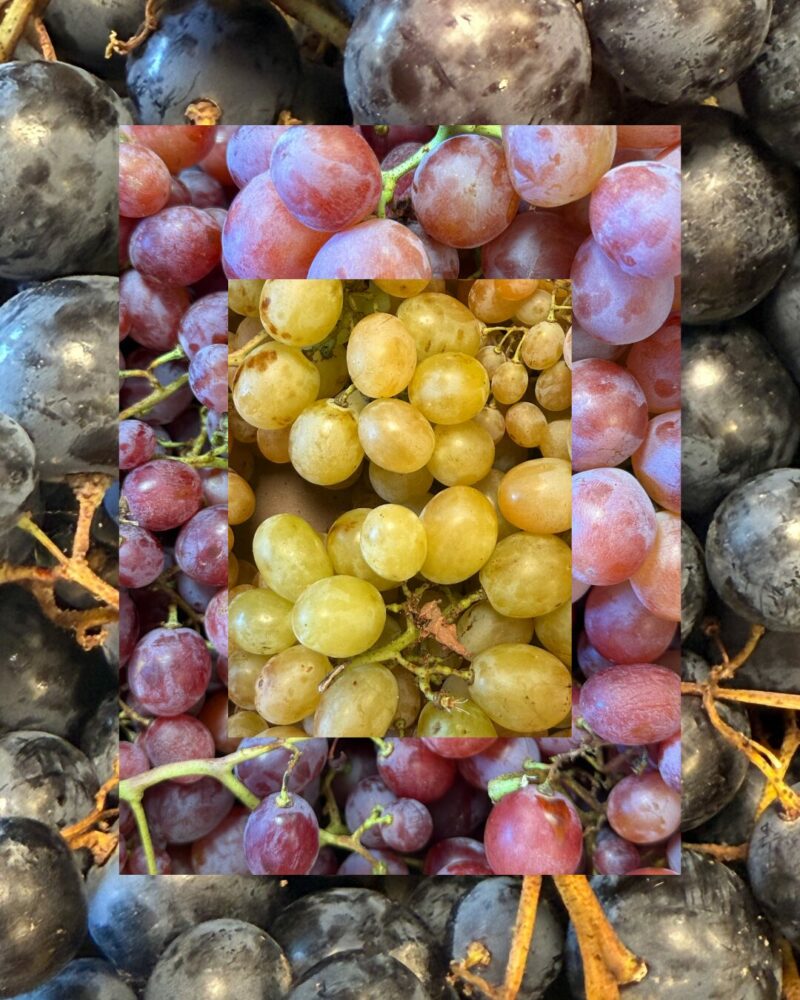 communication pour domaine viticole du var