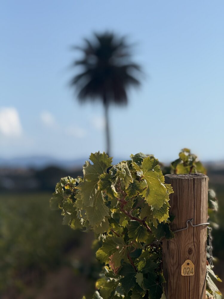 agence de communication et evenementiel vignoble var en paca